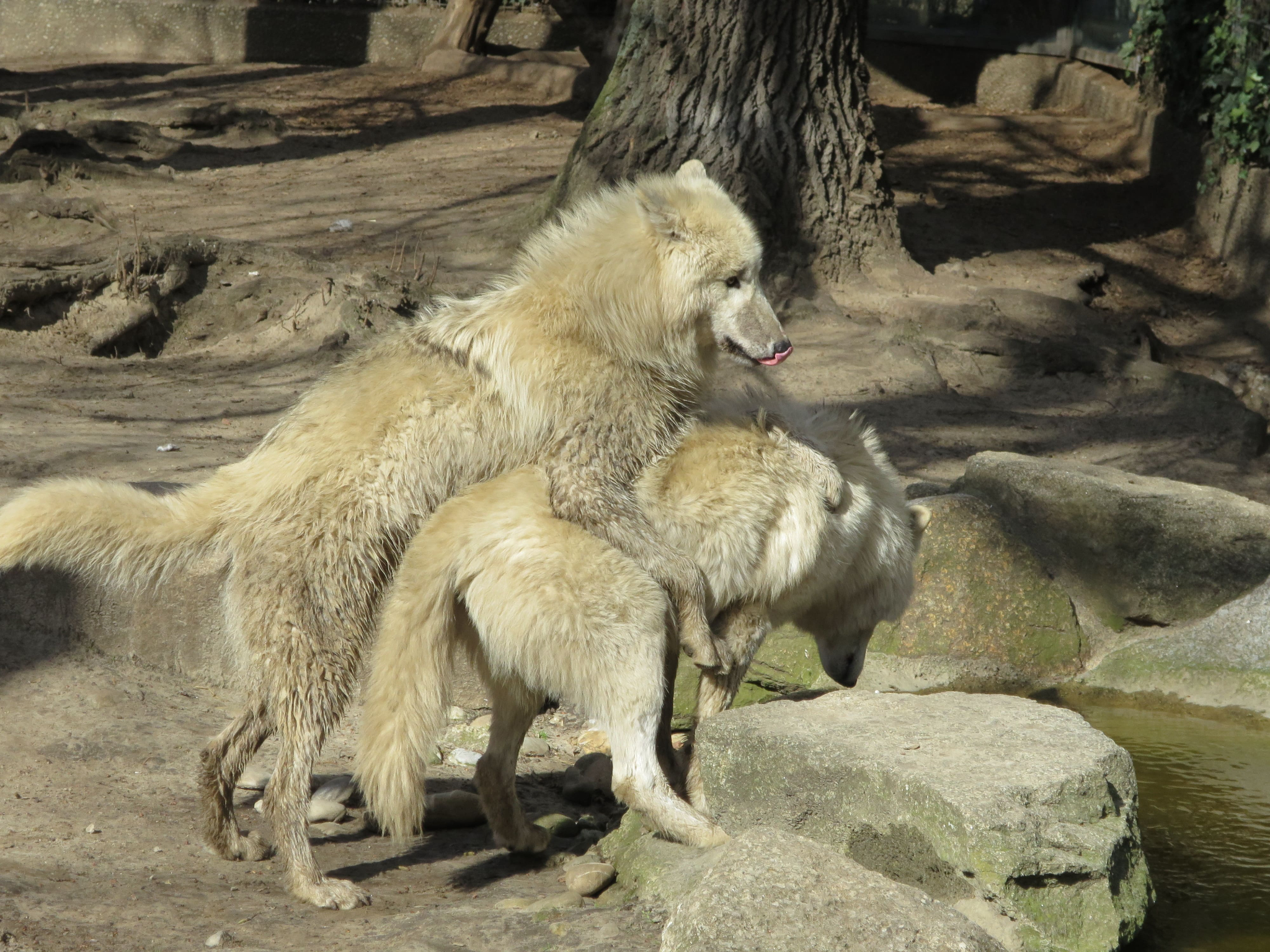 Tierpark Zoo  02